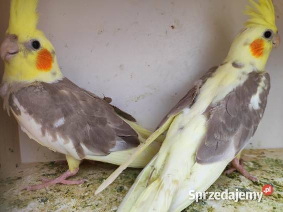 Papugi różne gatunki