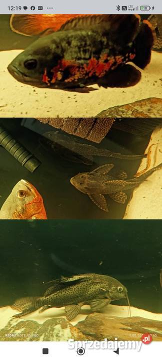 Pielęgnice pawiookie śląskie Częstochowa