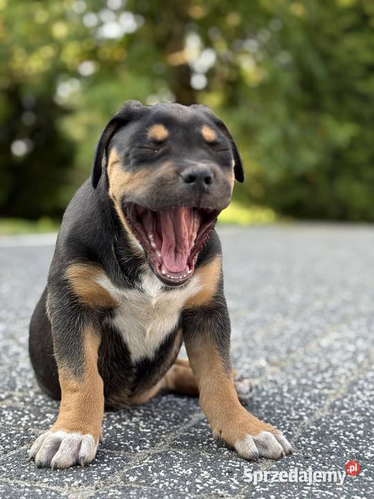 Szczeniak american bully xl Iłża