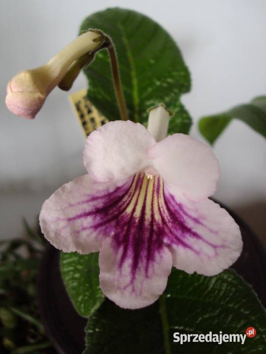 skrętnik różne odmiany Bielsk