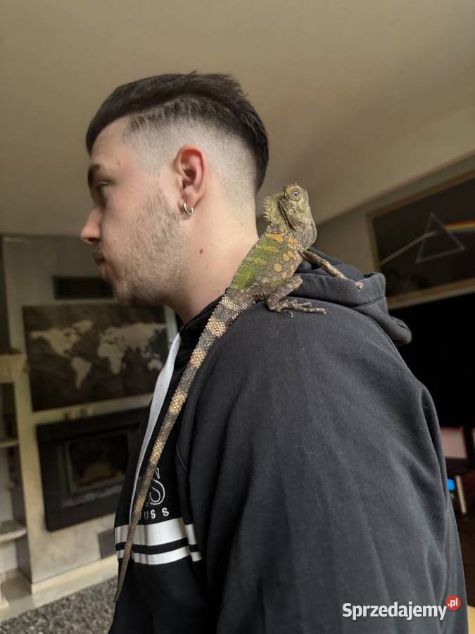 Młoda para agamy kameleonowatej Gdańsk