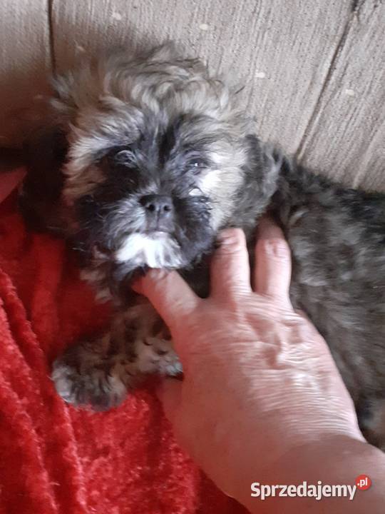 Hawanczyk hawaneze slodkie maluszki Rybnik