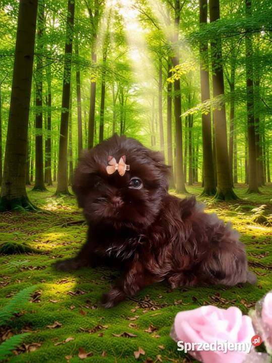 JUŻ DO ODBIORU piękna suczka rasy ShihTzu Kępno