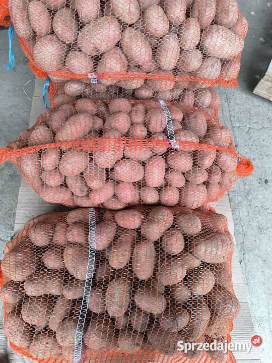 Ziemniaki czerwone Rośliny okopowe