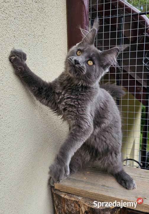 duży niebieski kocurek Maine Coon FPL Gdańsk sprzedam
