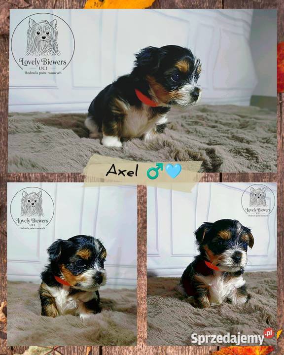 Axel Biewer Yorkshire Terrier ZHPR UCI 4 Bielsk Podlaski sprzedam