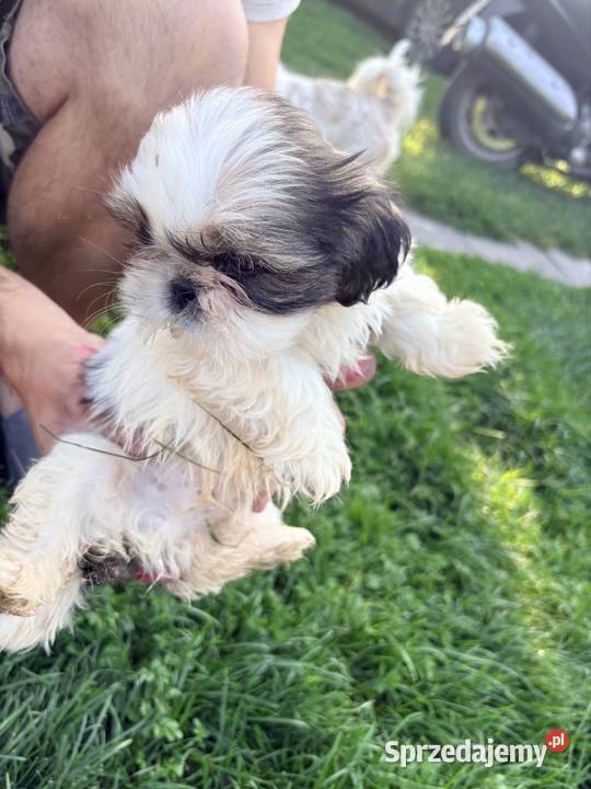 Suczka i dwa pieski szczeniaki ShihTzu lubelskie Bełżyce
