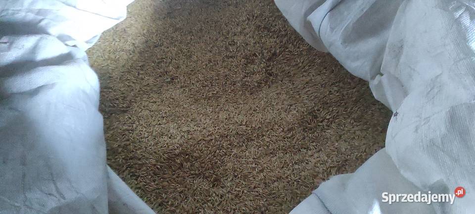 Owies ok 253 tony zbiór 2025 lubelskie Kock Zboża Sułoszyn