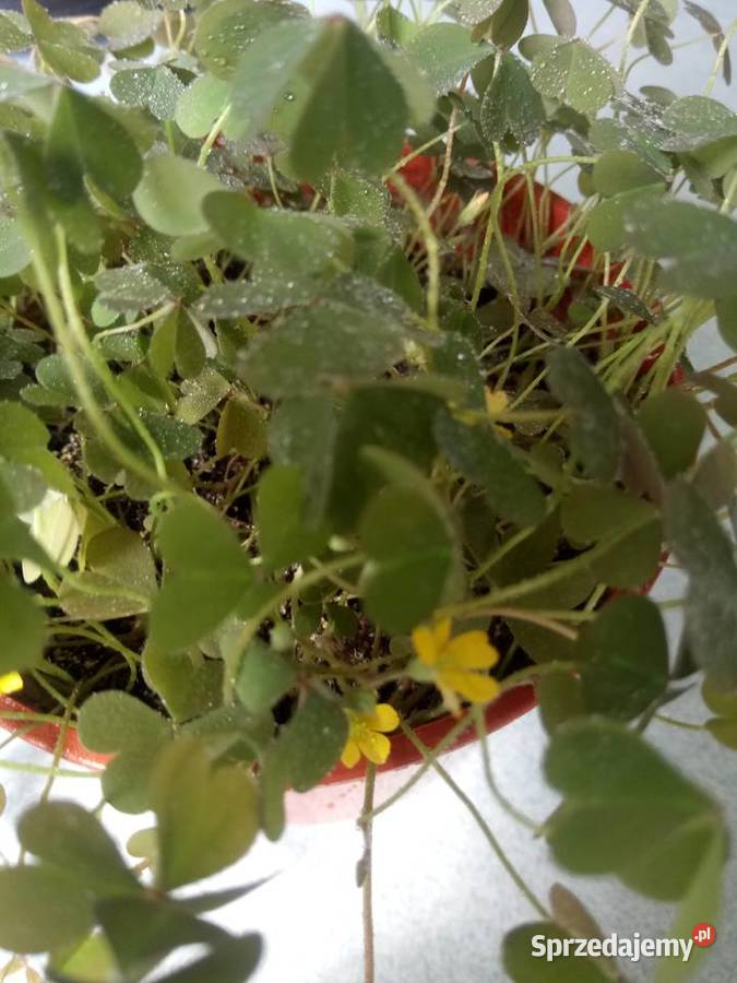 Zyworodkaaloes Warszawa