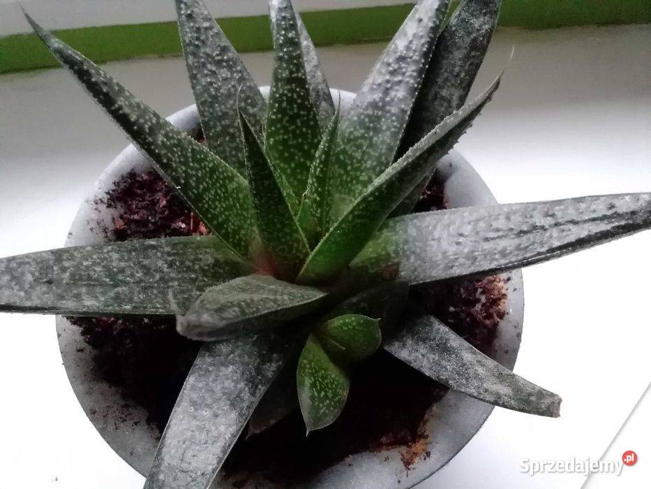 Roślina doniczkowa sukulent zielony Zielone Wyposażenie wnętrz