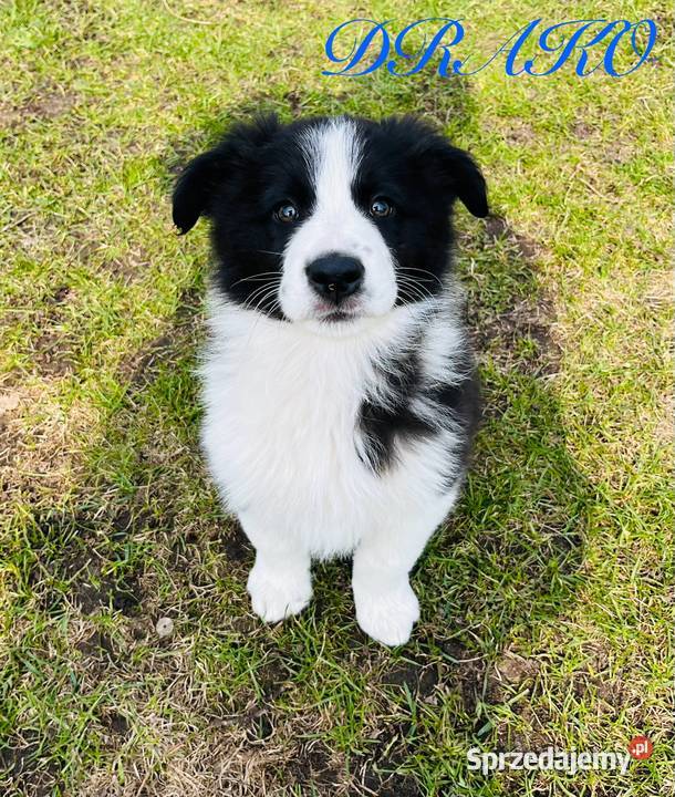 Piesek Border Collie Ratyń