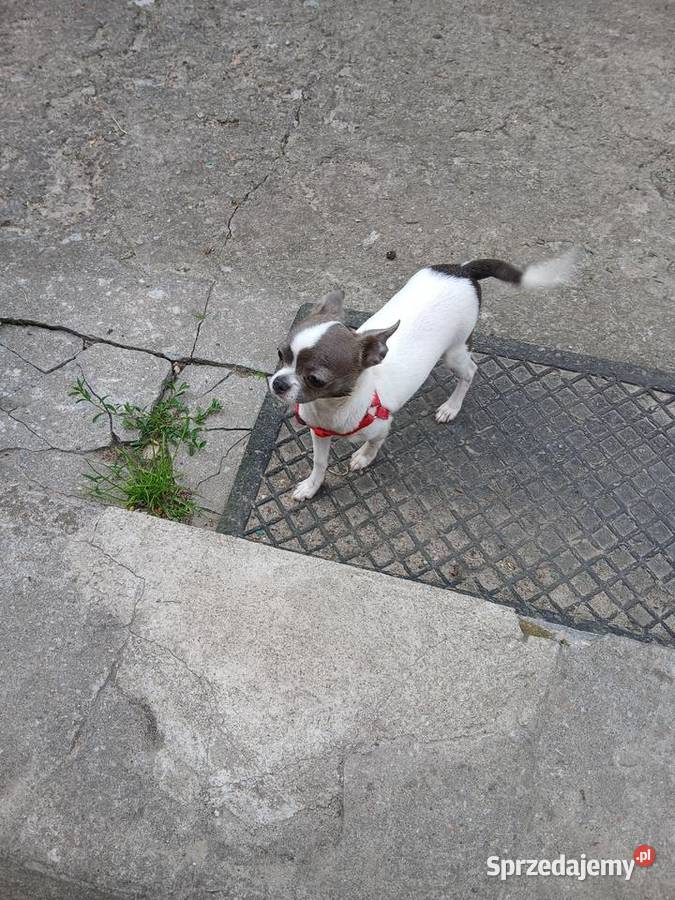 Sprzedam chihuhua