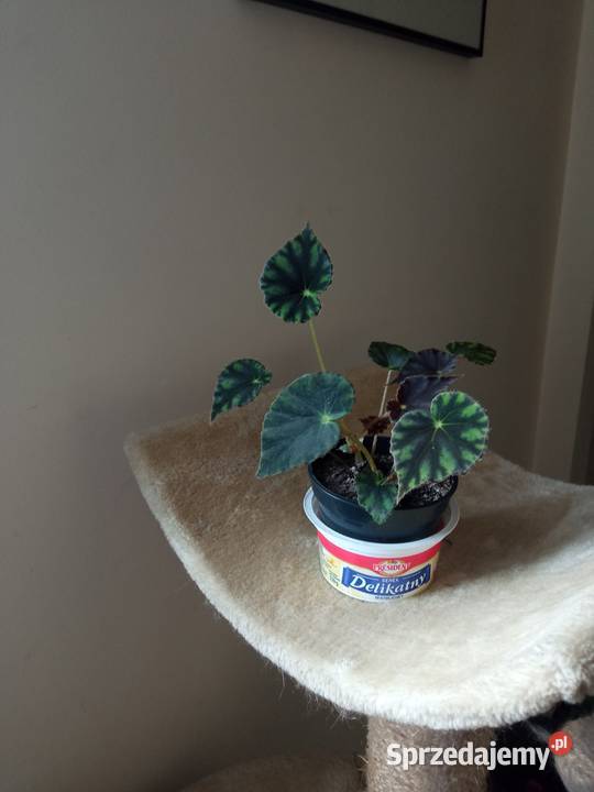 A może fiołka begonię Białystok