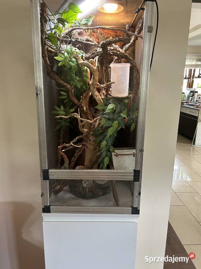 Kameleon lamparci terrarium Gady i płazy podkarpackie Mielec
