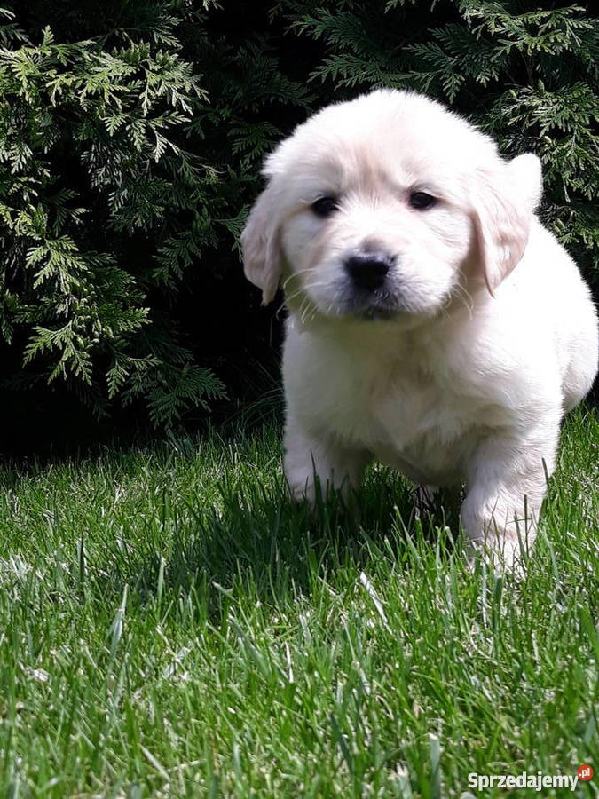 GOLDEN RETRIEVER Rodowódczip Rudniki