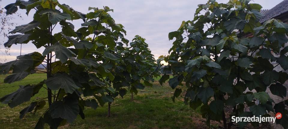 Siedlisko Czernięcin 225 ha dom 148 m 600 000 Czernięcin Poduchowny sprzedam