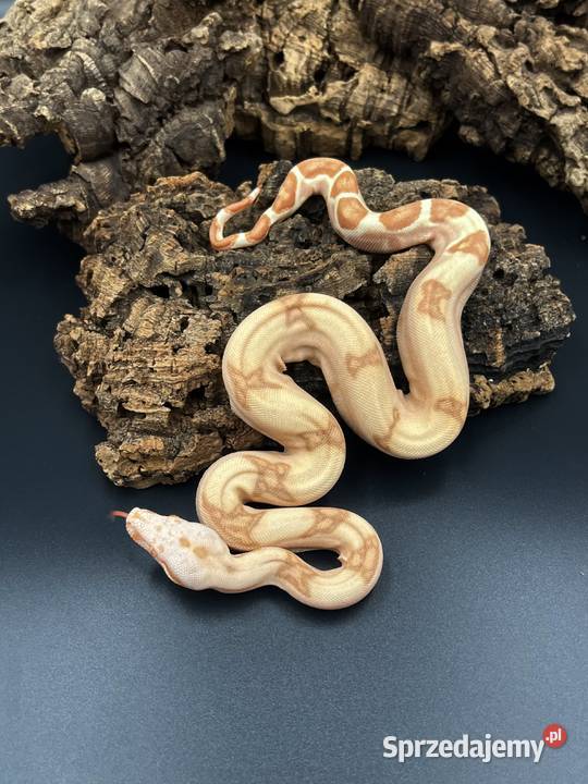 Boa imperatorBoa cesarski VI Sosnowiec