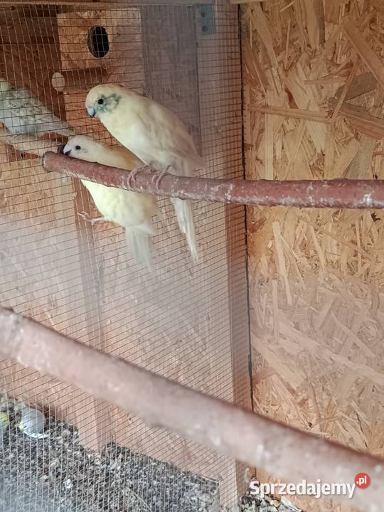 Papugi modrolotki kozy faliste nimfy i inne