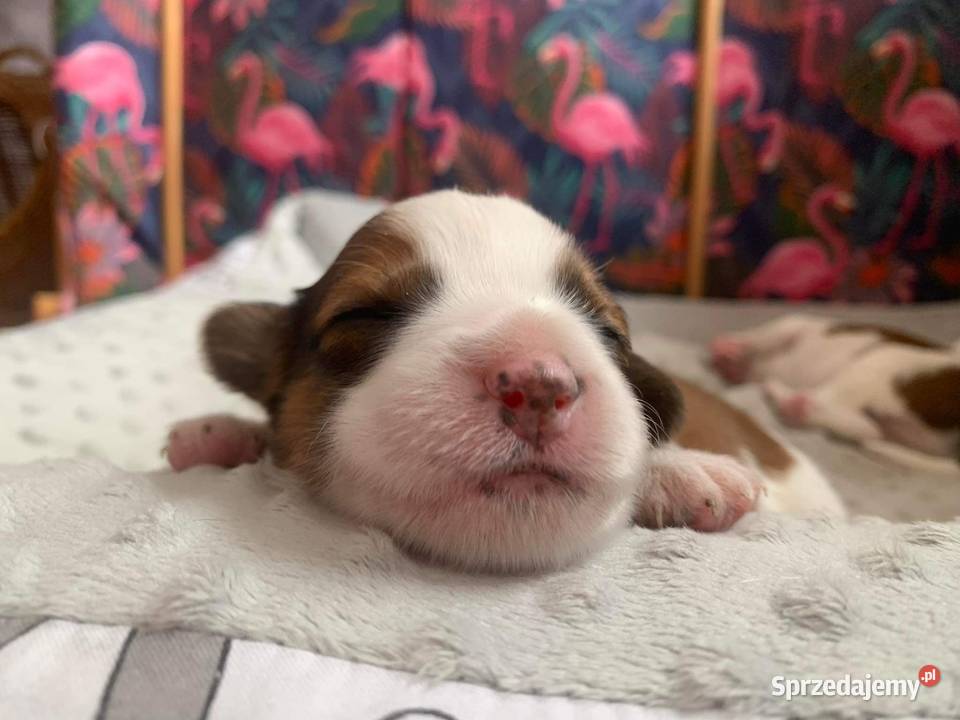 Płochacz holenderski Netherlandse Kooikerhondje sprzedam