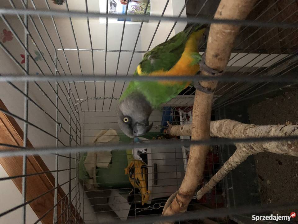 Afrykanka Senegalska oswojona gadająca Piaseczno