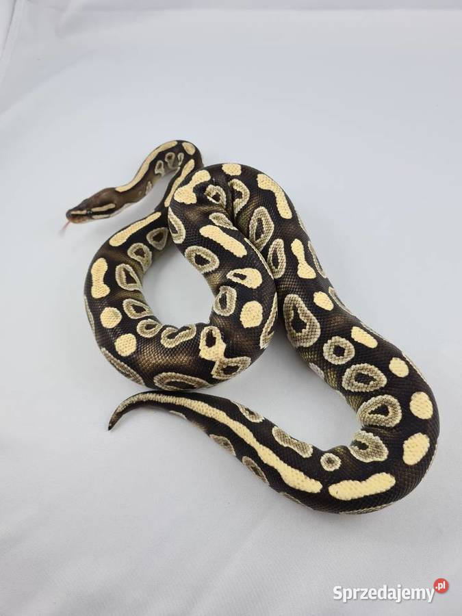 Wąż pyton królewski python regius samica dorosła Wrocław
