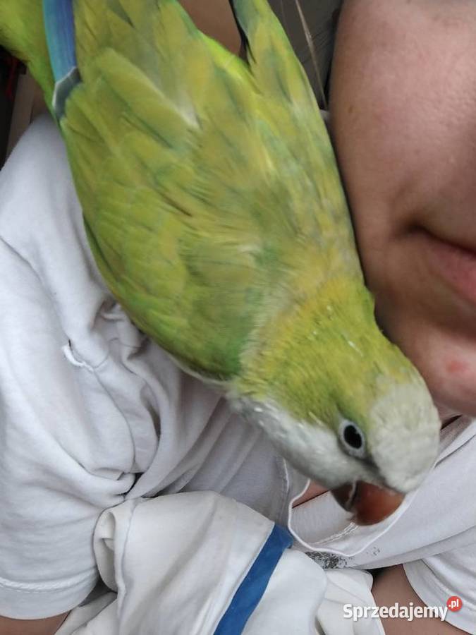 Mniszką nizinna Kaczyce