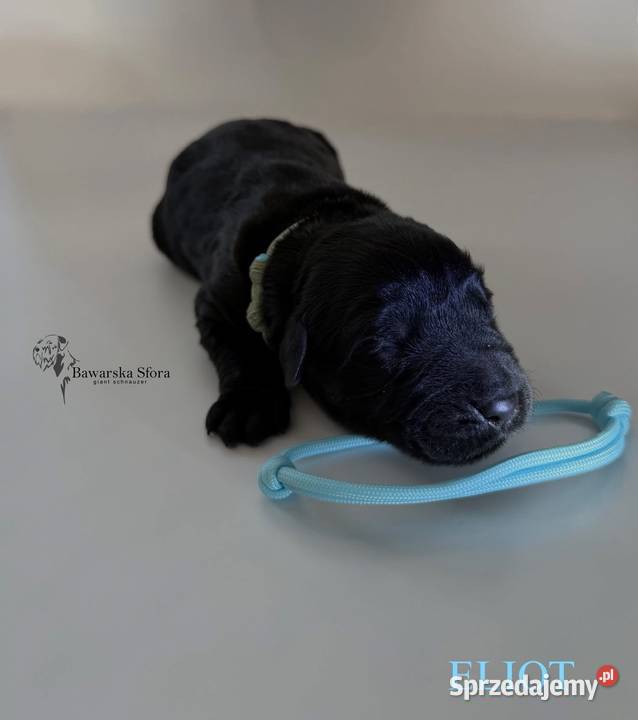 Sznaucer olbrzym Czarny