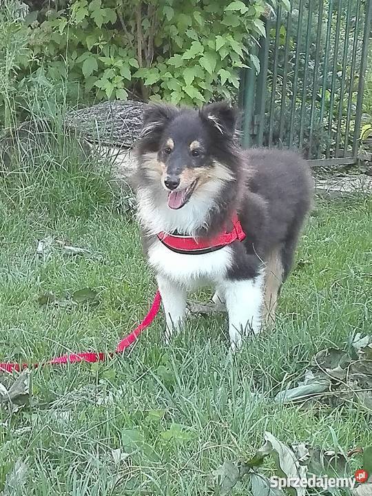 Owczarek Szetlandzki Szczeniak Piesek Kraków