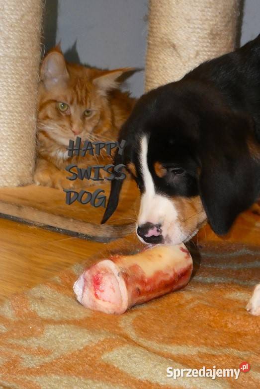 Duży Szwajcarski Pies Pasterski hodowla Katowice