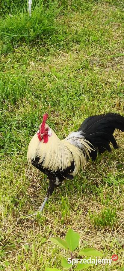 Kogut fenix podkarpackie Przebendów