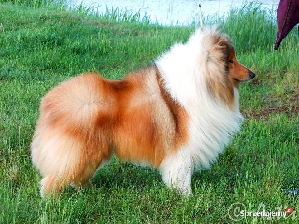 COLLIE Owczarki Szkockie szczeniaki z rodowodem Janów