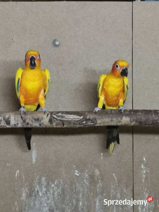 Papugi konury słoneczne 2 pary Likwidacja Ptaki Katowice