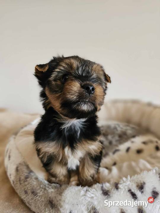 Yorkshire Terrier Samiec z Chipem Wyprawka York
