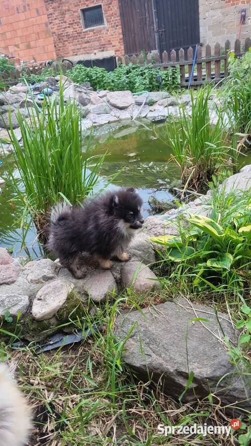 Szpic miniaturowy pomeranian malutki