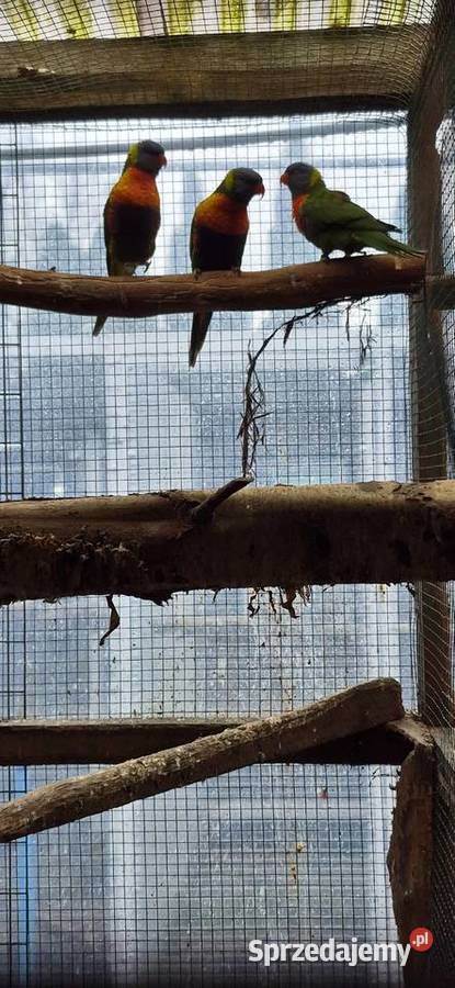 Redukcja hodowli papug