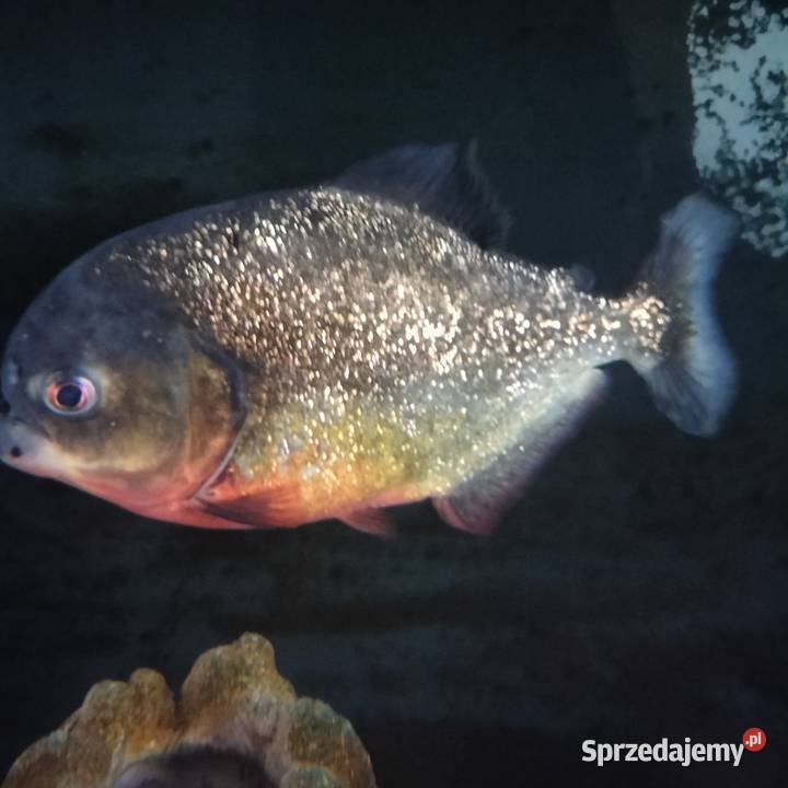 Sprzedam Pirania Natterera ok 30 w ręce Lubsko sprzedam