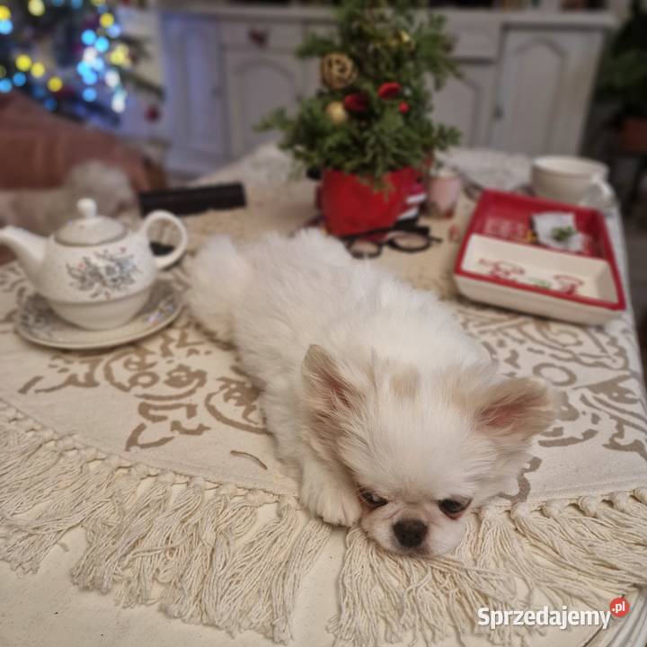 Chihuahua przepiękny biały chłopiec Złocieniec sprzedam