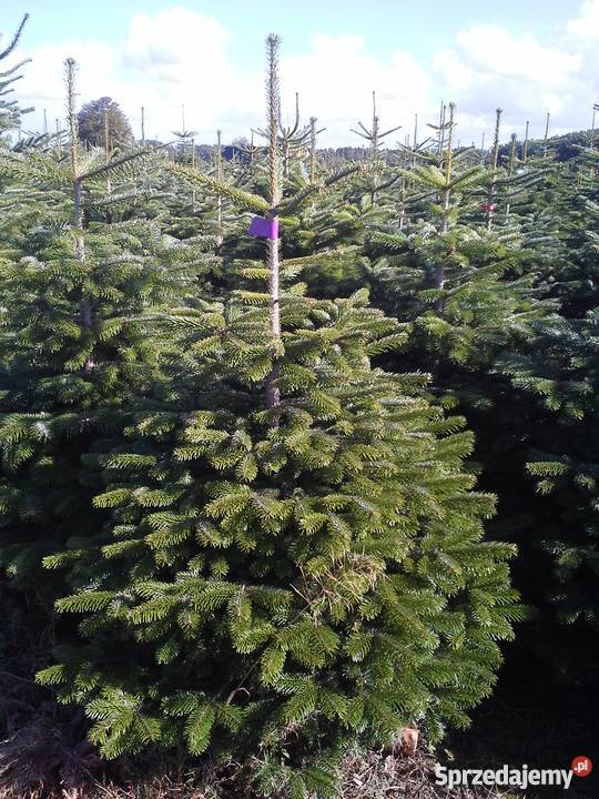 CHOINKI PROSTO Z DANII sprzedaż Poznań