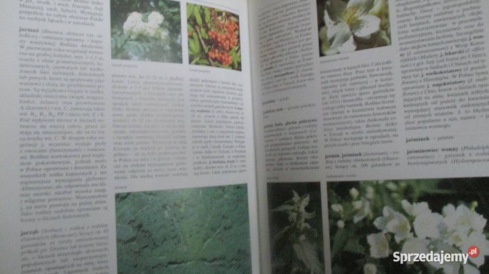 ogród ogrodnictwo uprawy sad kwiaty warzywa dom i ogród Łódź