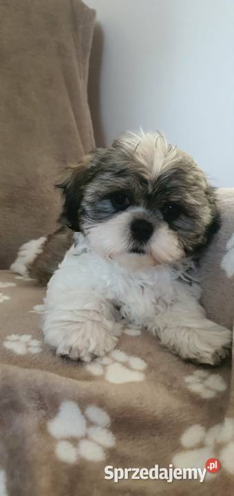 Śliczny Piesek Shih Tzu lubelskie Puławy