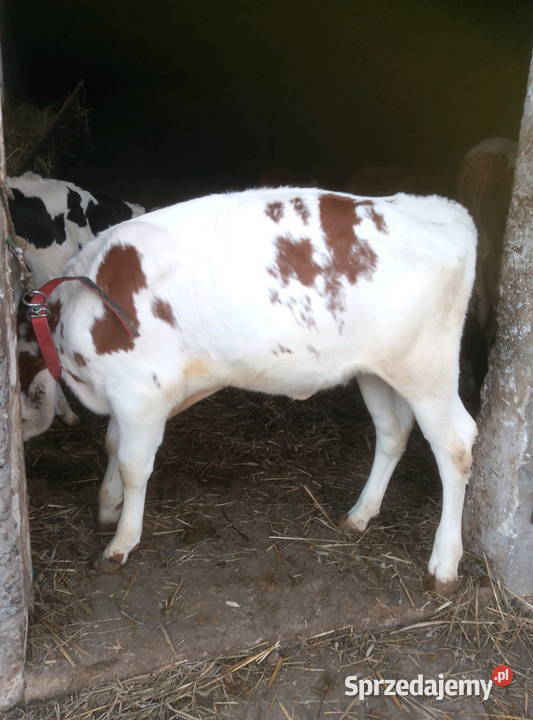 Jałoweczka do dalszego chowu Mzurowa sprzedam