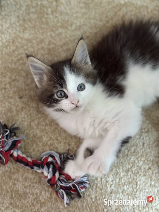 Kotka Maine Coon gotowa do odbioru Wrocław