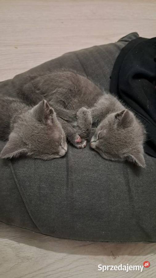 Kocurek Rosyjski Niebieski Jaczów