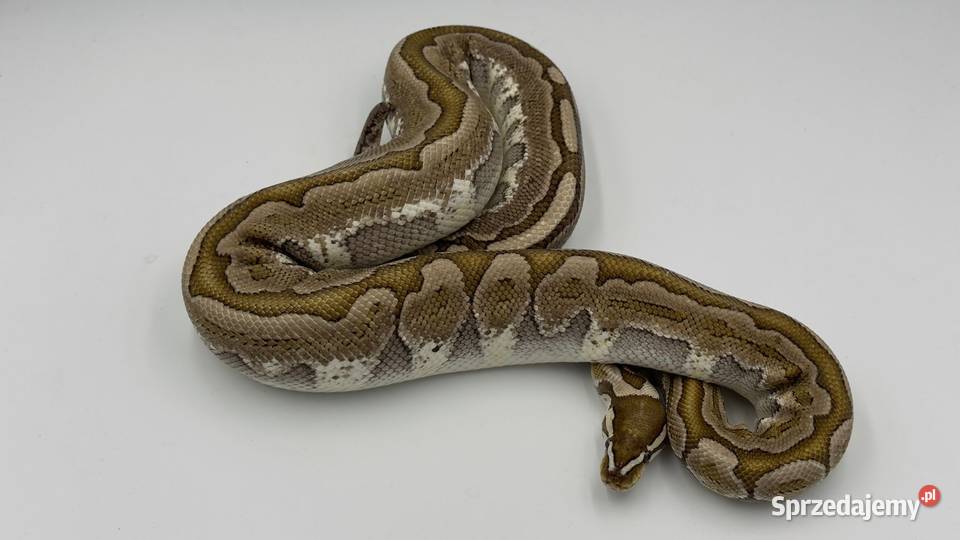 Bamboo samica Pyton królewski regius wąż gad Chorzów