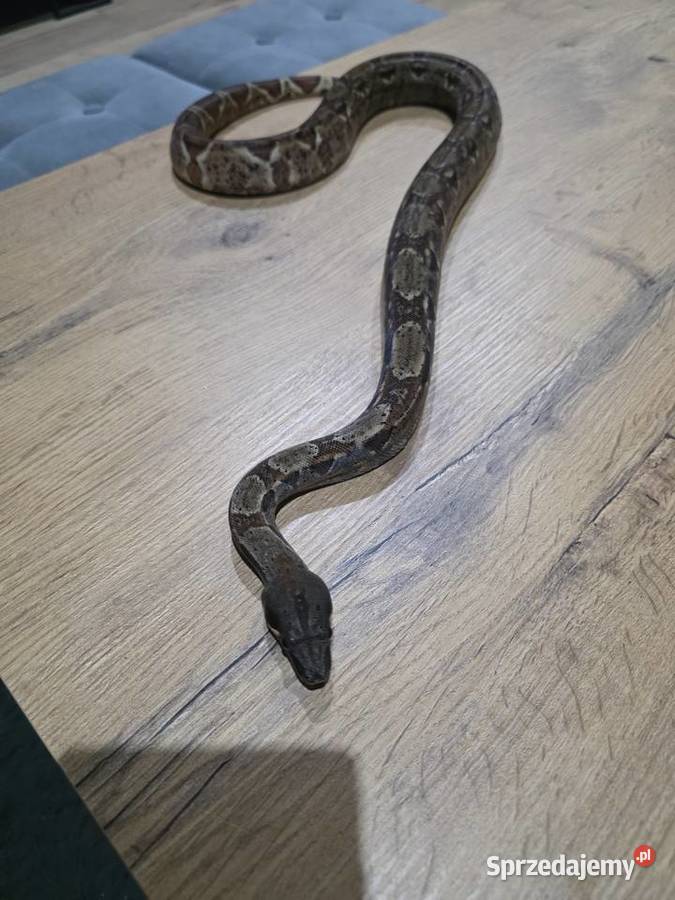 Boa dusiciel Żary sprzedam