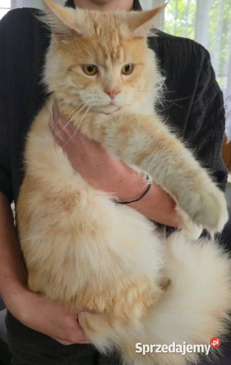 Maine coon kocurek hodowlany Kęty