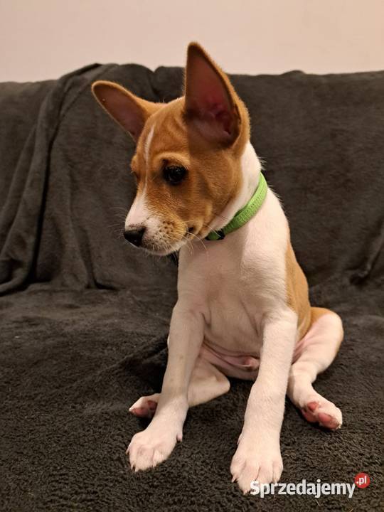 Basenji szczenięta Słupsk