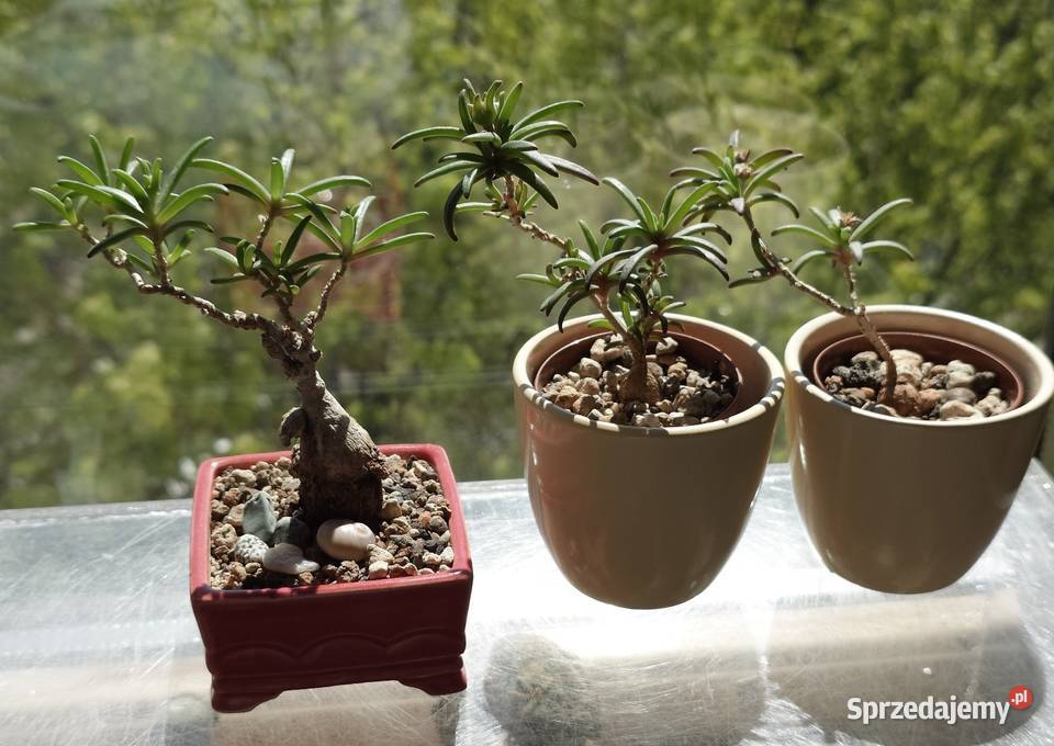 Sukulent bonsai Delosperna bosseranum doniczka Warszawa