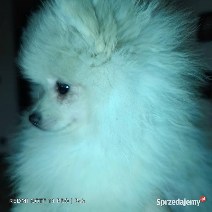 Szpic miniaturowy Przepiękny maluchr Warszawa