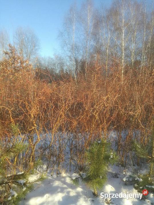 sosna klon wierzba grab jarzębina brzoza katalpa sprzedam